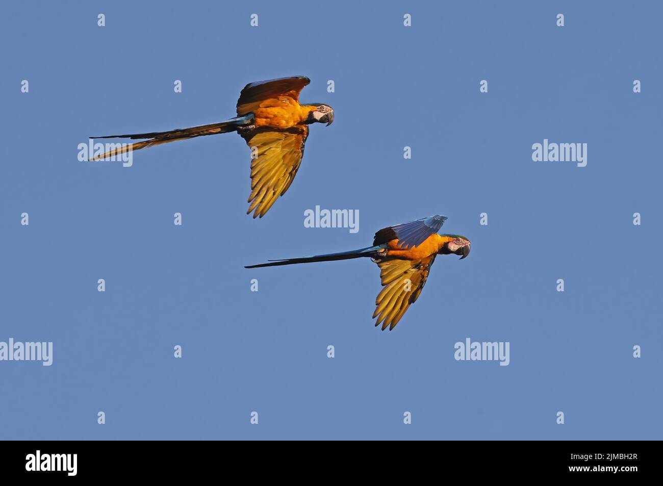 Blue-and-yellow Macaw (Ara ararauna) pair in flight Rio Azul, Brazil                         July Stock Photo
