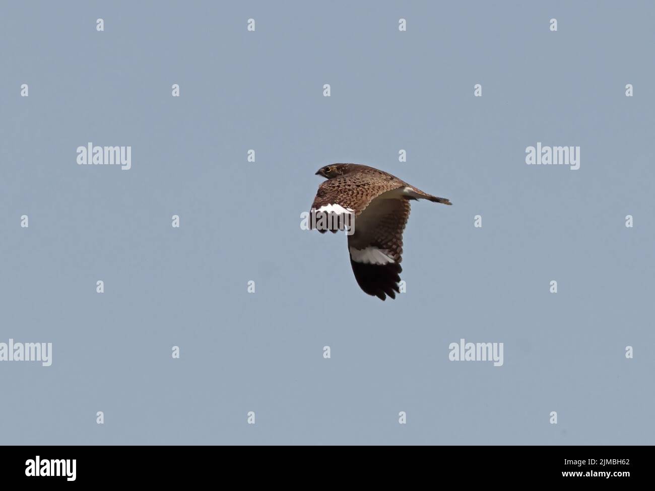 Nacunda Nighthawk (Chordeiles nacunda nacunda) adult in flight during the day PantanaL, Brazil                          July Stock Photo