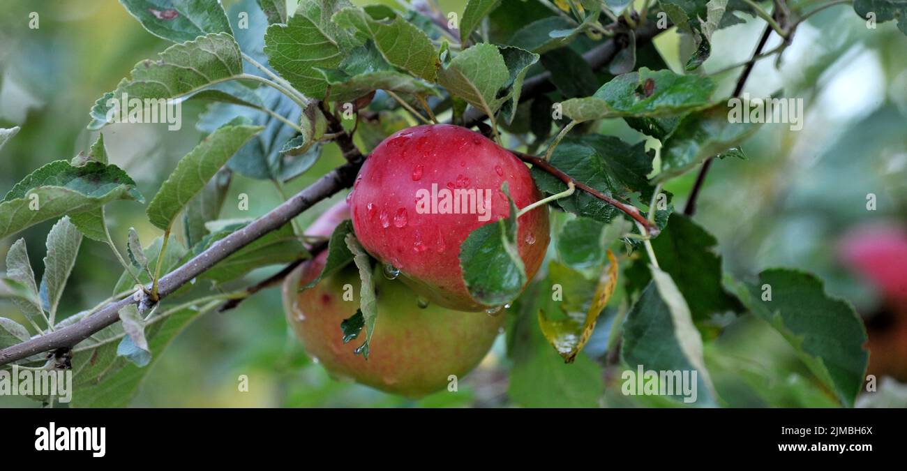 A selective of apples ripening on a tree in an orchard Stock Photo Alamy
