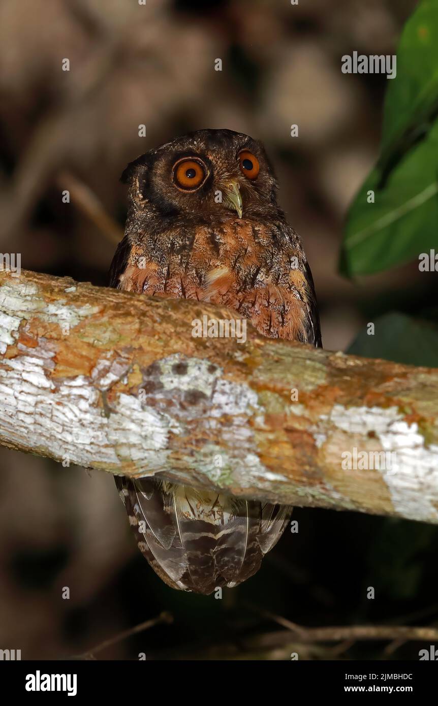 Tawny-bellied Screech-Owl (Megascops watsomii usta) adult perched on branch at night Rio Azul, Brazil            July Stock Photo