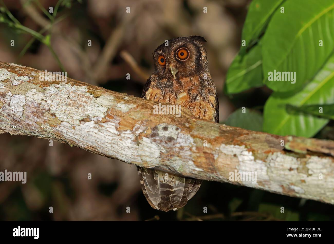 Tawny-bellied Screech-Owl (Megascops watsomii usta) adult perched on branch at night Rio Azul, Brazil            July Stock Photo