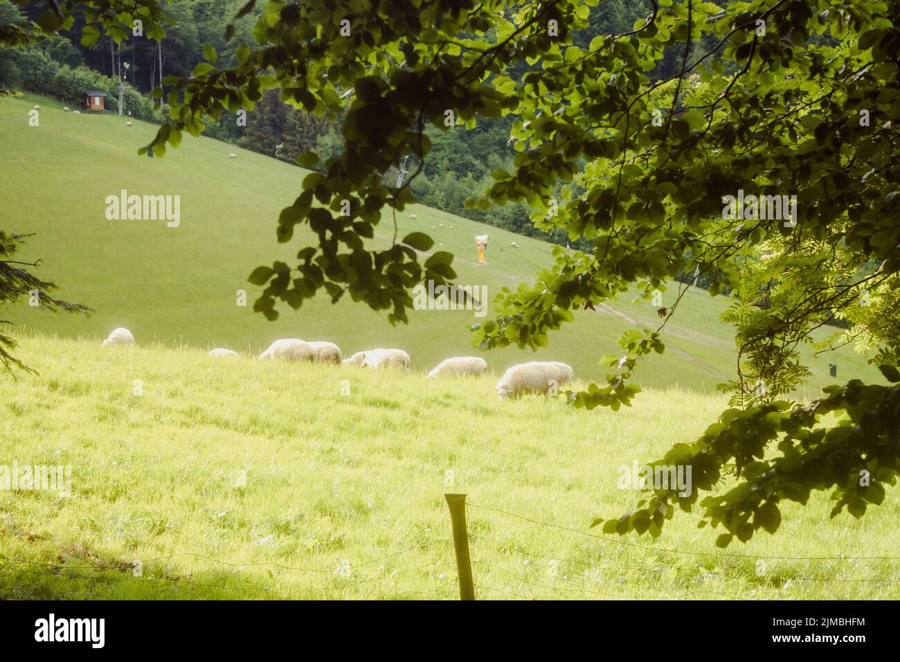 A herd of sheep in a pasture on a sunny morning Stock Photo - Alamy