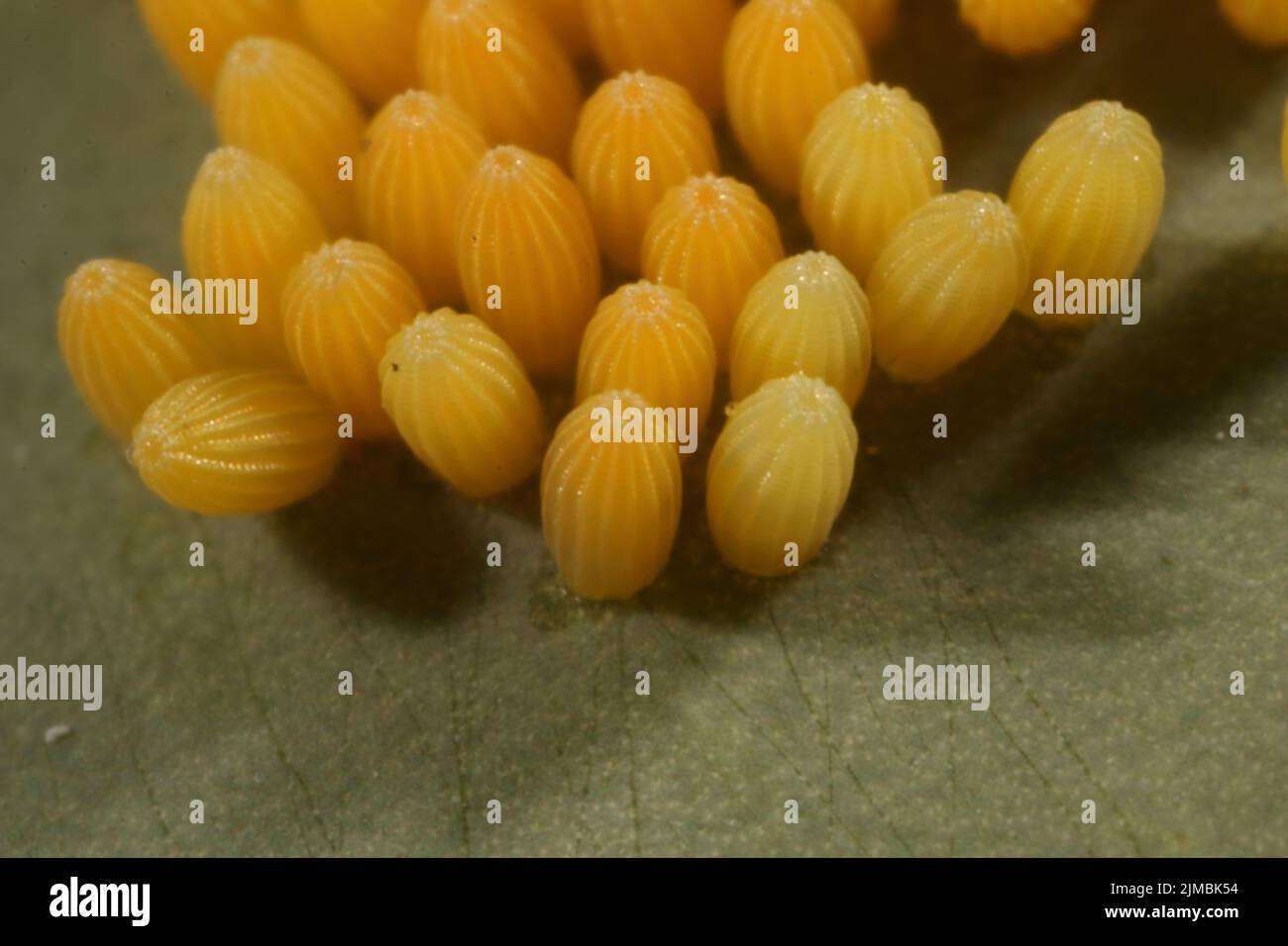 Eggs of a cabbage butterfly Stock Photo Alamy