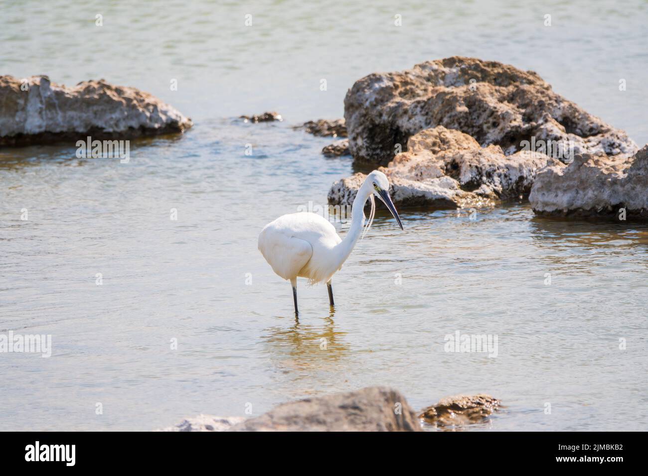 The small white heron or Little egret stands in the lake. Small White