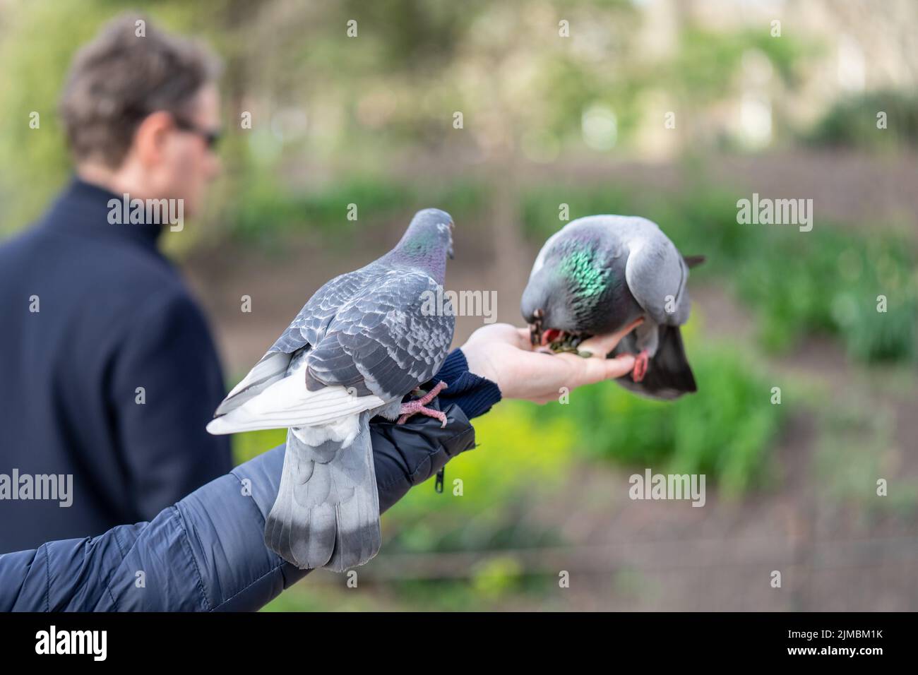 Feeding pigeons in the park. Woman feeds pigeons in London park Stock