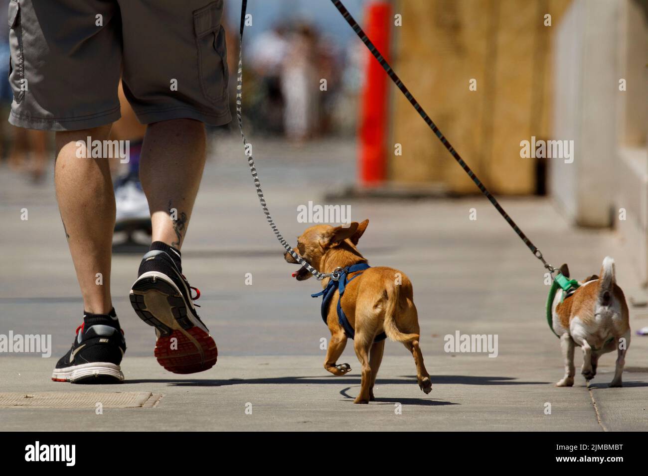 manhattan beach permite perros