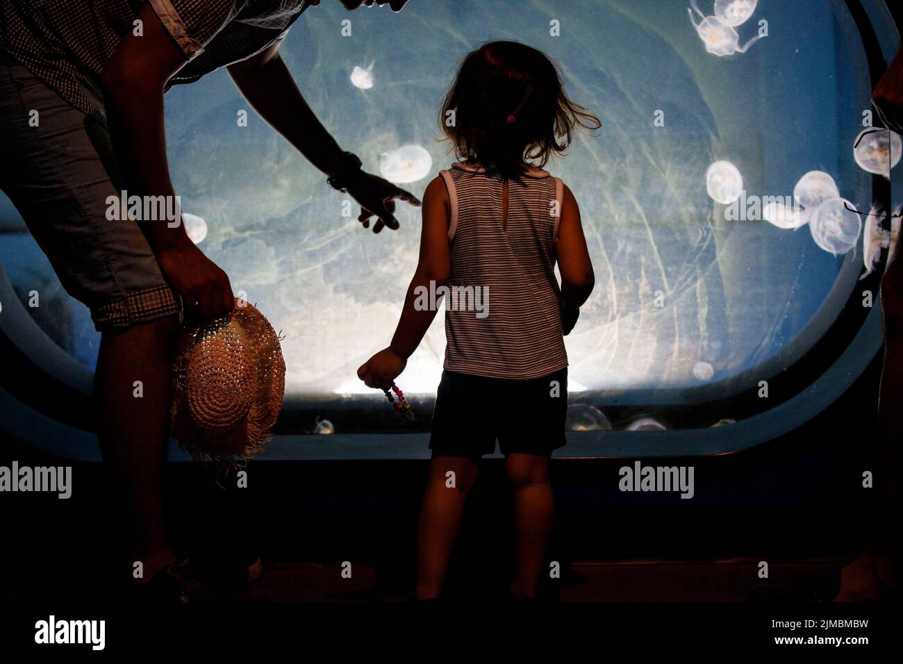 Manhattan Beach, CA, USA. 18th Aug, 2019. A child looks at Moon Jellies in a tank at the Roundhouse Aquarium on the Manhattan Beach Pier on Sunday, August 18, 2019 in Manhattan Beach, CA. (Credit Image: © Patrick Fallon/ZUMA Press Wire) Stock Photo