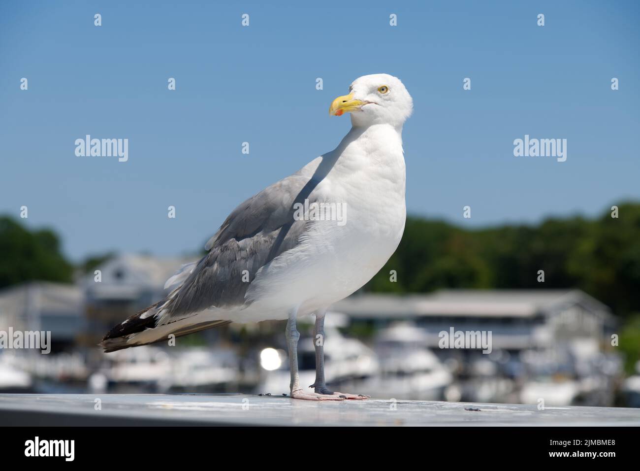 A Seagull (Laridae) poses for a photo in Falmouth Harbor, Cape Cod, Massachusetts, USA Stock Photo