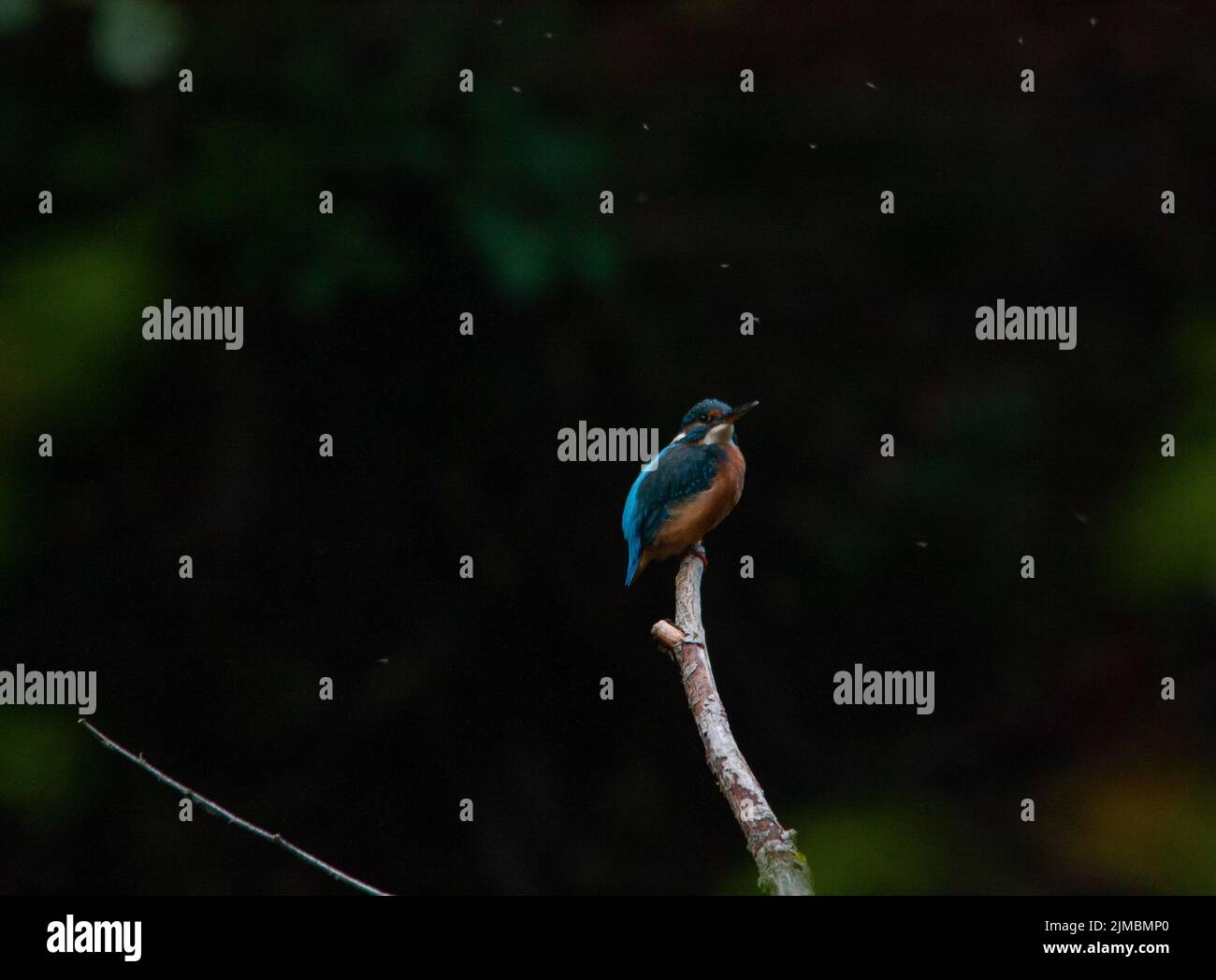 a kingfisher on its branch Stock Photo