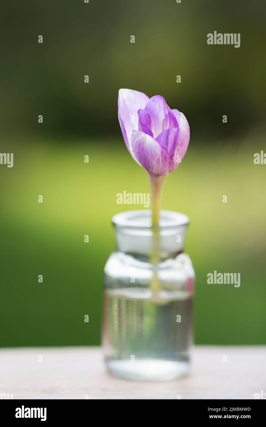 Violet flower in a glass vessel against a background of blurred greens Stock Photo