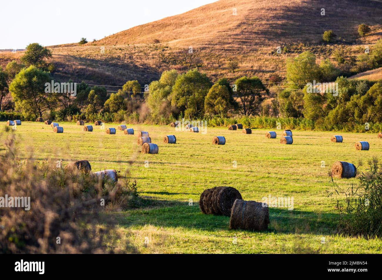 Golden hay bales. Agricultural parcels of different crops and hay roll