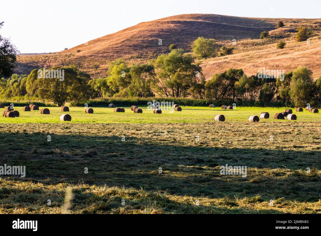 Golden hay bales. Agricultural parcels of different crops and hay roll