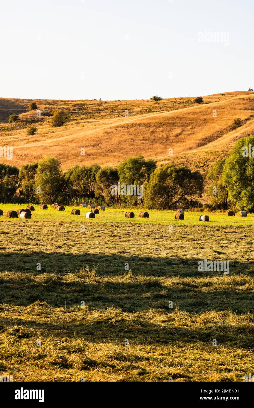 Golden hay bales. Agricultural parcels of different crops and hay roll