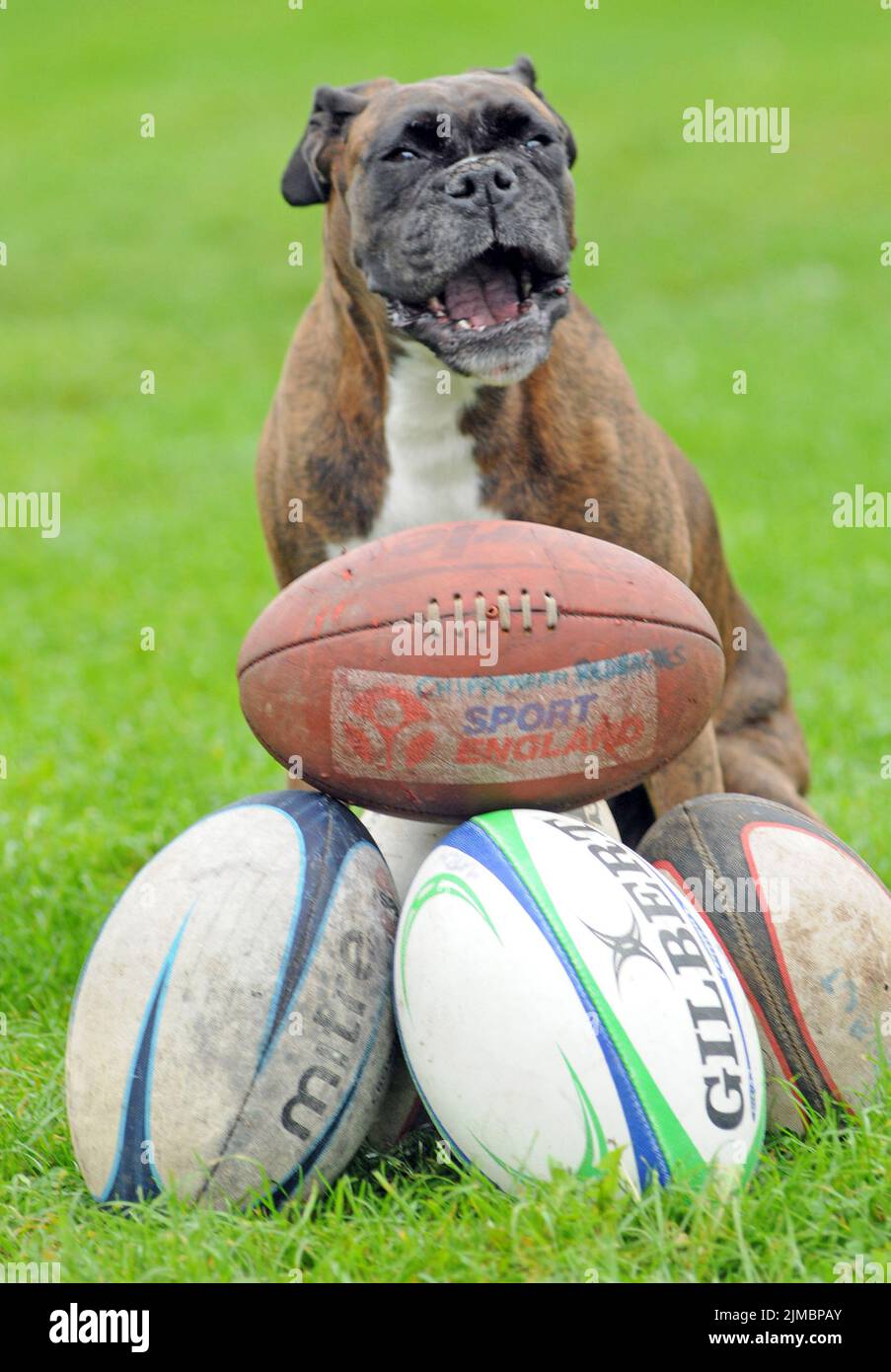 BALLS  Bess the Boxer has been given life membership of her local rugby club after saving them thousands of pounds by finding their lost balls.  The eight year old brindle has found more than 180 rugby balls in just three years as she enjoys her walks around the hedge that surrounds Havant Rugby Club in Hampshire.  Owners Bryan and Sue Perolls were amazed the first time that Bess found one of the £20 balls, thinking she was barking at a cat.   But now she finds them all the time and has saved the club over £3000.  Mr. Perolls , 55, said ‘’ Bess gets so excited when she finds a ball, she jumps Stock Photo