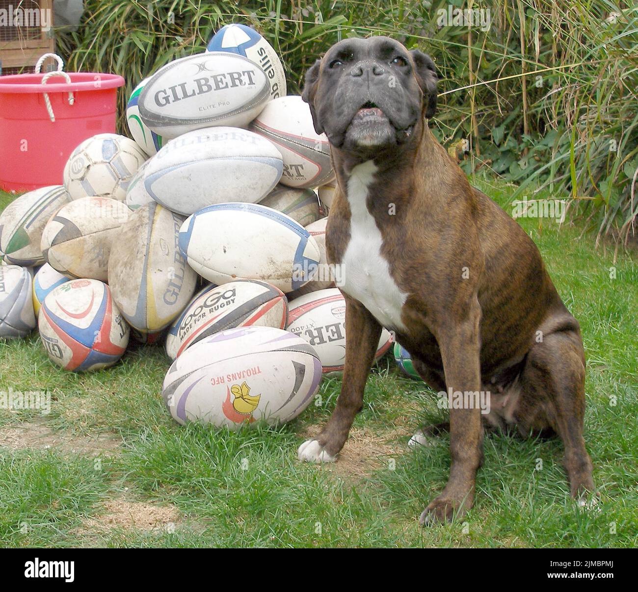 BALLS  Bess the Boxer has been given life membership of her local rugby club after saving them thousands of pounds by finding their lost balls.  The eight year old brindle has found more than 180 rugby balls in just three years as she enjoys her walks around the hedge that surrounds Havant Rugby Club in Hampshire.  Owners Bryan and Sue Perolls were amazed the first time that Bess found one of the £20 balls, thinking she was barking at a cat.   But now she finds them all the time and has saved the club over £3000.  Mr. Perolls , 55, said ‘’ Bess gets so excited when she finds a ball, she jumps Stock Photo