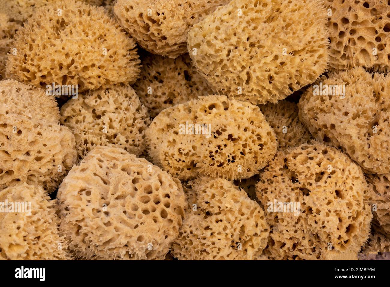 Sponges for sale hi-res stock photography and images - Page 3 - Alamy