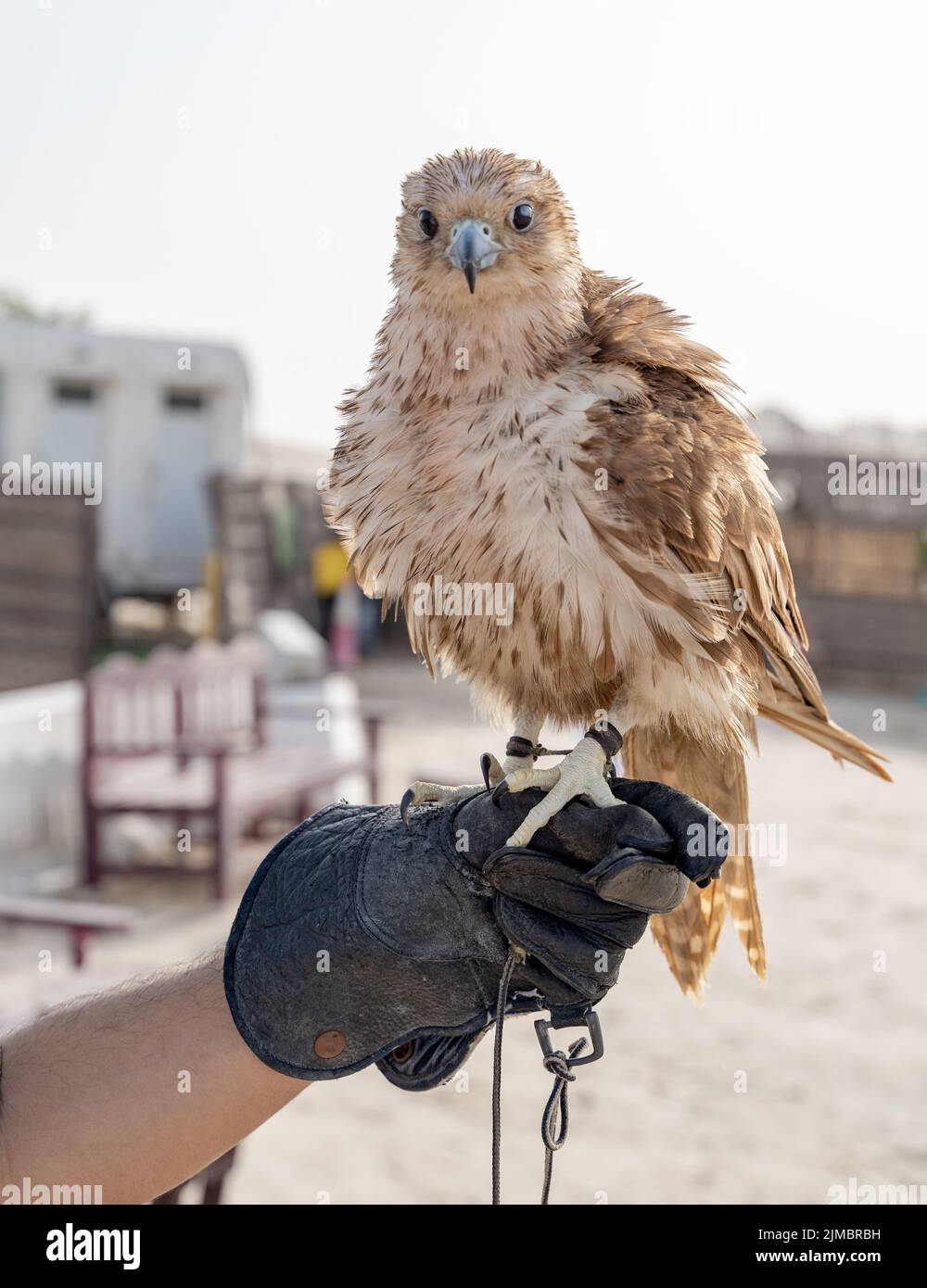 man holding White and Beige Falcon with a leather glove. Stock Photo