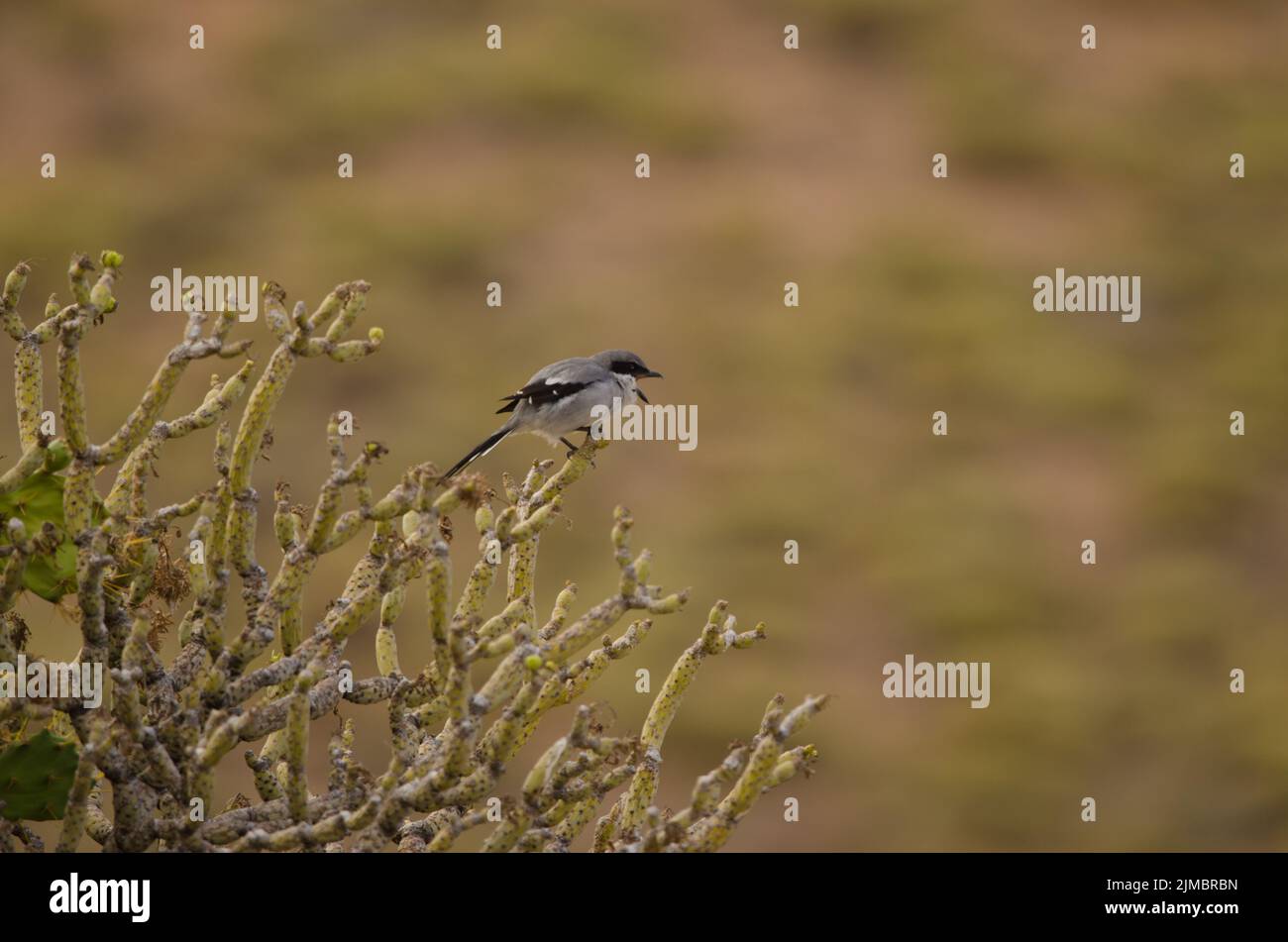 Southern grey shrike Lanius meridionalis koenigi calling. Agaete. Gran Canaria. Canary Islands. Spain. Stock Photo