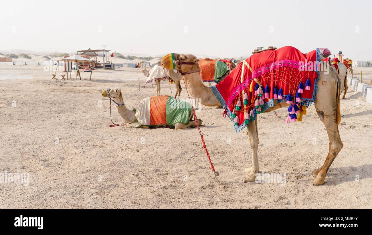 Traditional Camel Riding Camels with traditional dresses,waiting beside road for tourists for ...