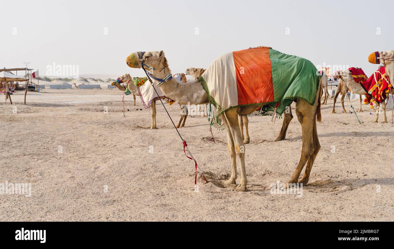 Camels with traditional dresses,waiting beside road for tourists for ...