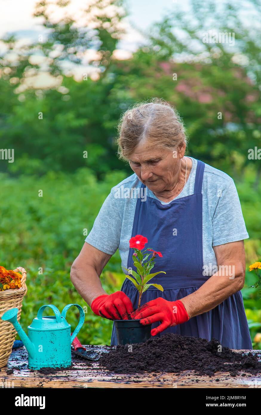 Senior woman is planting flowers in the garden. Selective focus. People ...