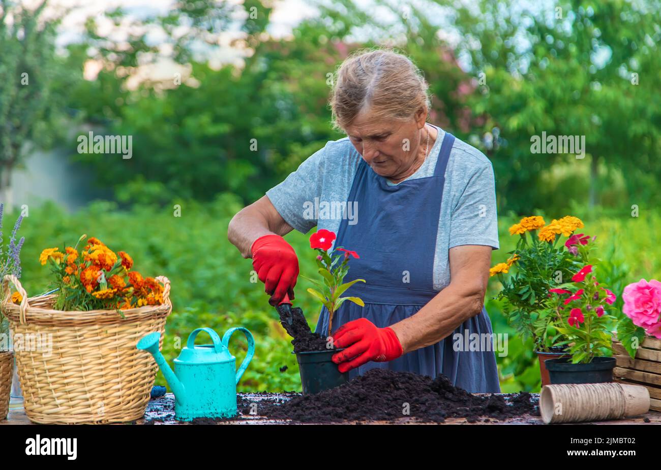 Senior woman is planting flowers in the garden. Selective focus. People ...