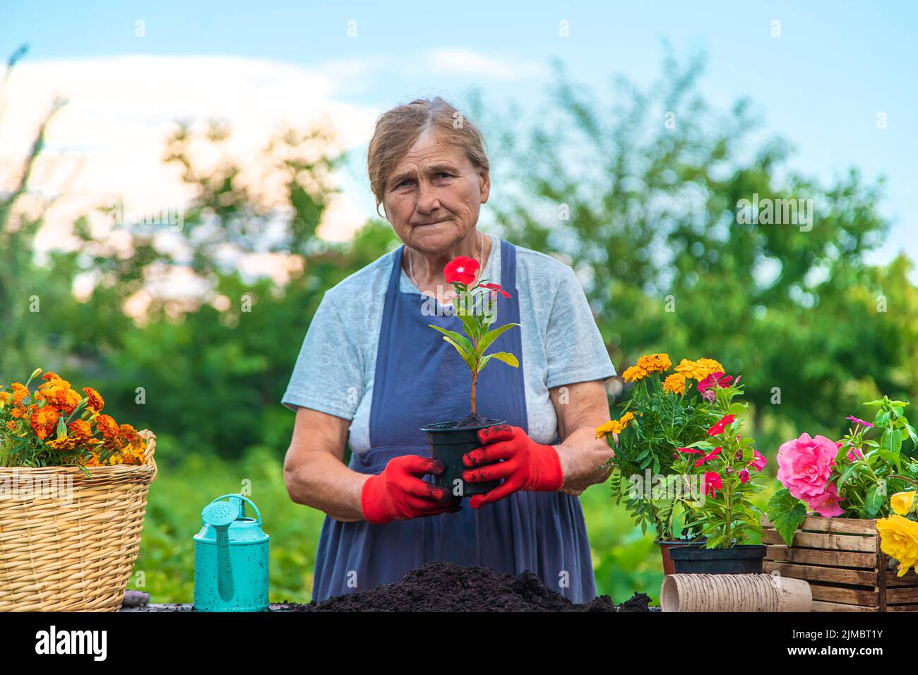 Senior woman is planting flowers in the garden. Selective focus. People ...