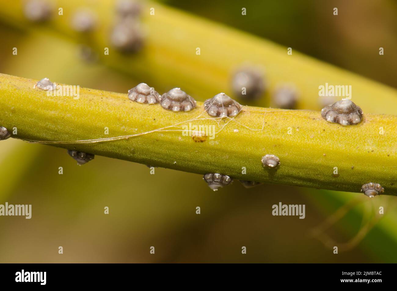 Sessile parasite hi-res stock photography and images - Alamy