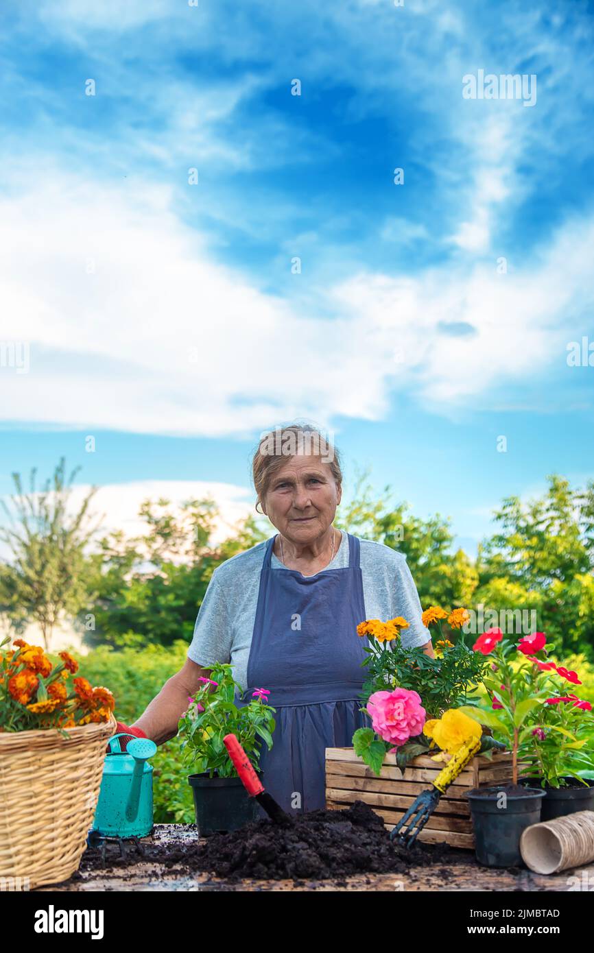 Senior woman is planting flowers in the garden. Selective focus. People ...