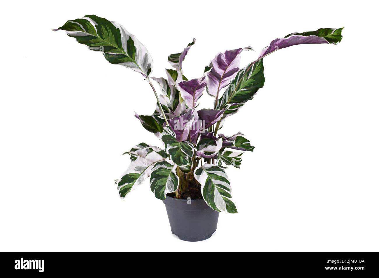 Exotic 'Calathea White Fusion' Prayer Plant houseplant in flower pot on white background Stock Photo