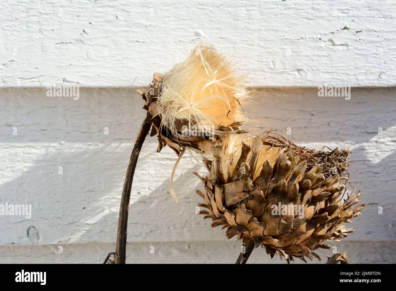 A closeup of dry pinecone thistles against concrete wall background Stock Photo
