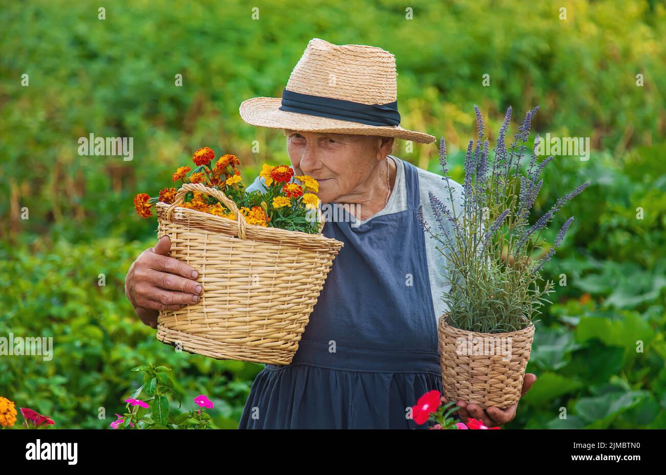 Senior woman is planting flowers in the garden. Selective focus. People ...