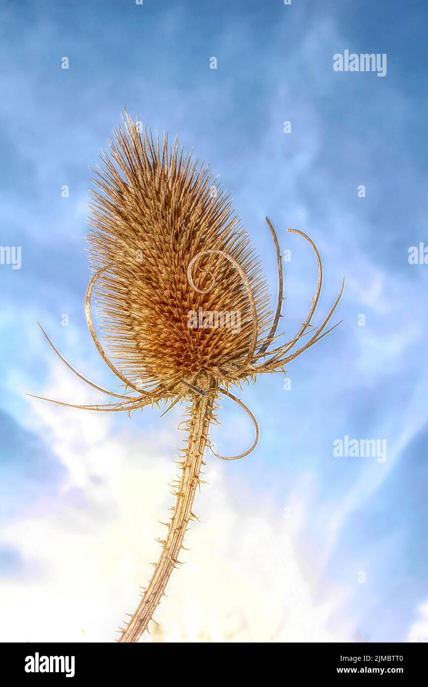 Dried capsule seed hi-res stock photography and images - Alamy