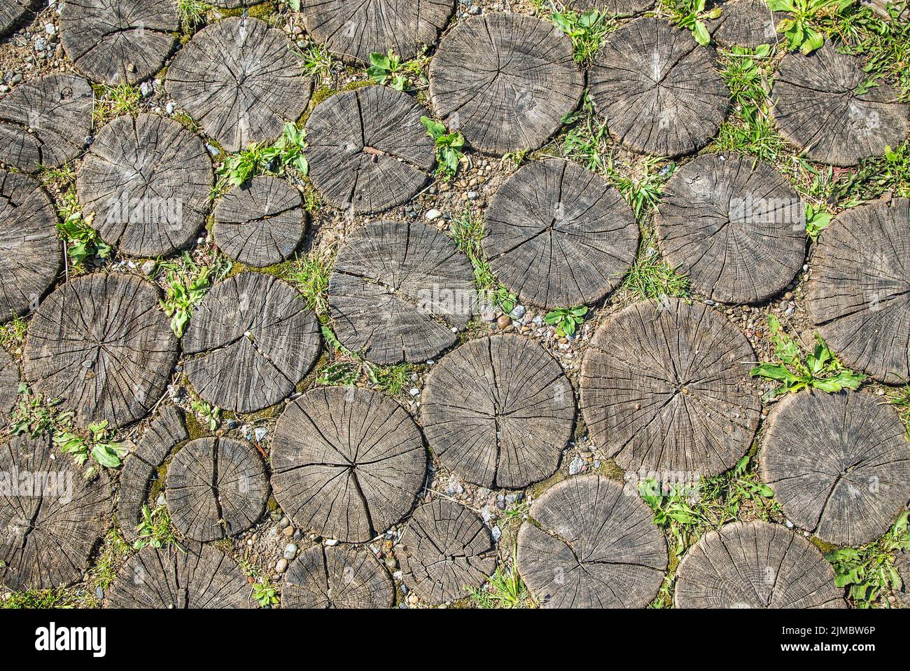 Tree Stump Background in the park. Stock Photo