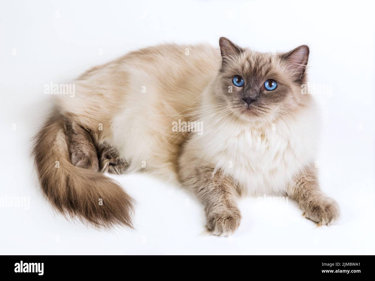 Fluffy cat ragdoll on a white background Stock Photo
