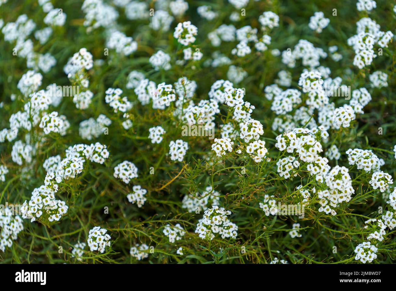 White flowers in flower bed hi-res stock photography and images - Alamy