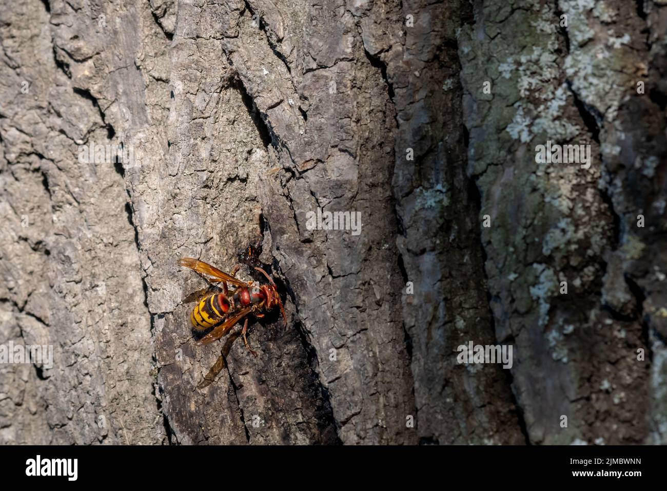 European hornet. Vespa crabro on tree. Wasp. Lausanne, Switzerland. Stock Photo