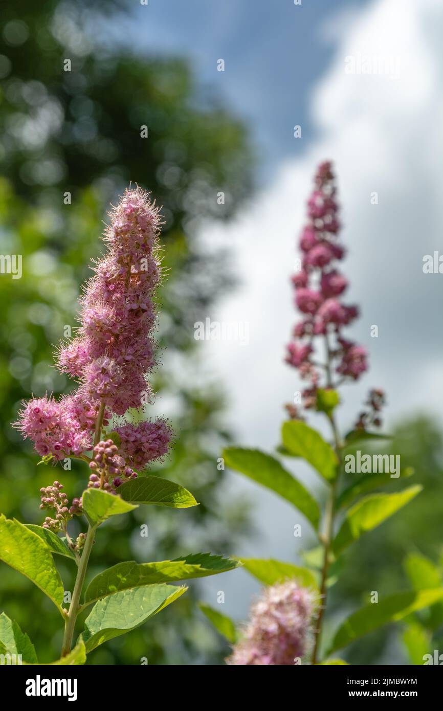 Colorful pink spike of dainty flowers in spring Stock Photo