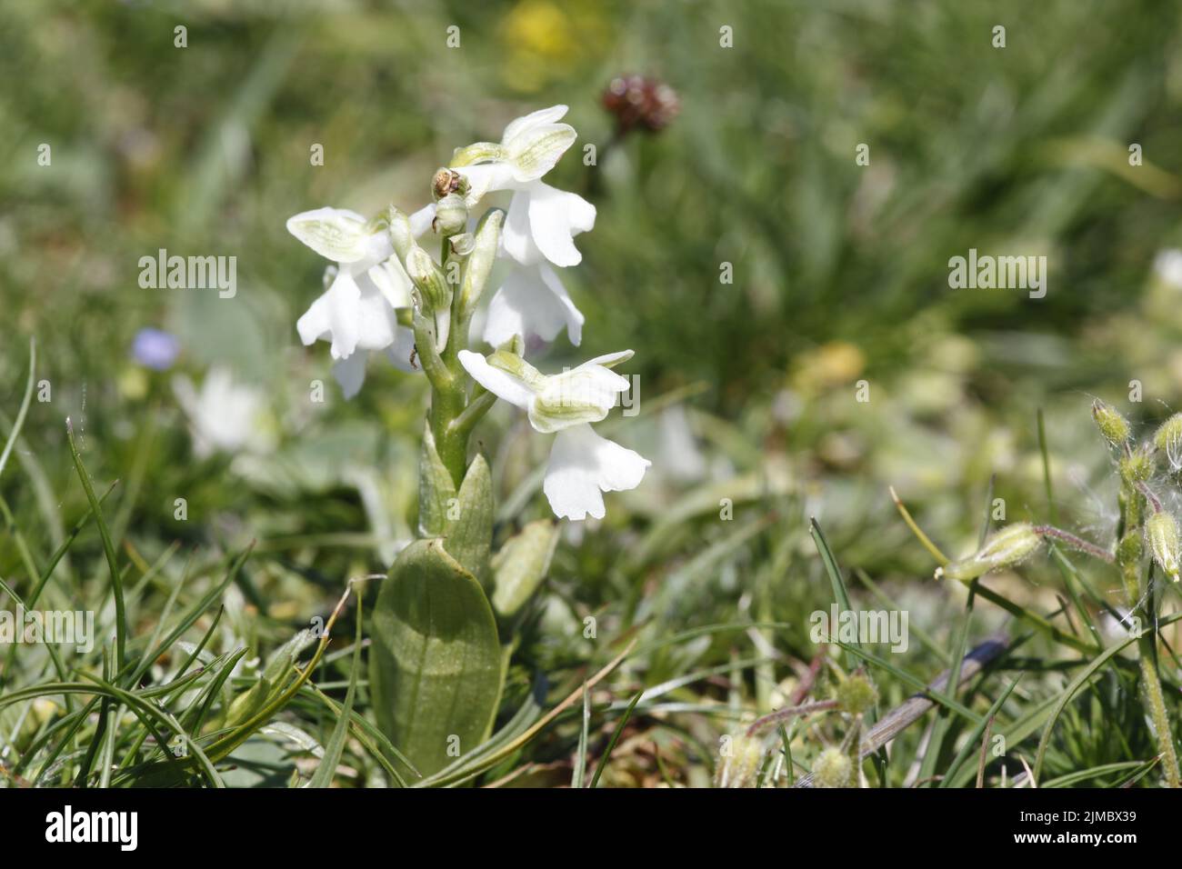 Orchis morio white color Stock Photo