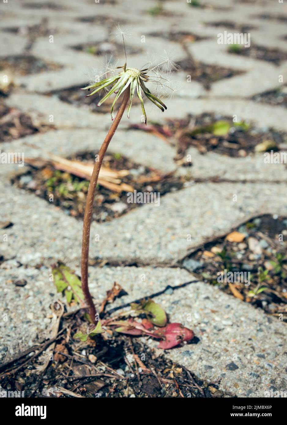 Dead dandelion plant growing in paving Stock Photo Alamy
