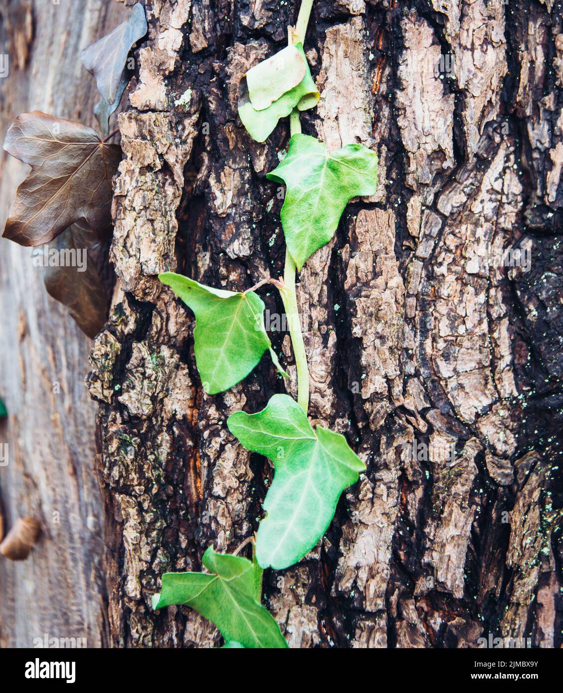 Tree trunk with leaves Stock Photo Alamy