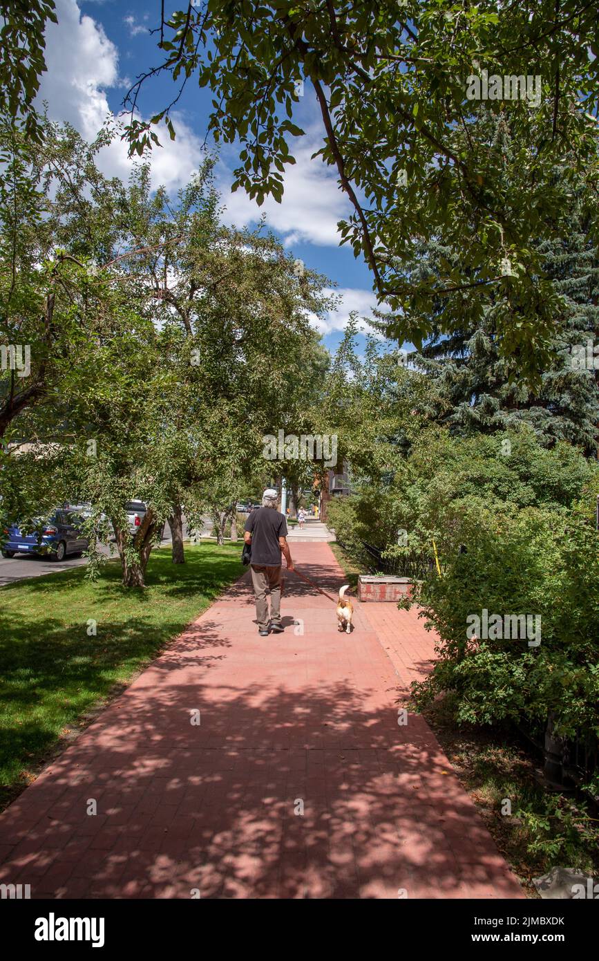 A man walks his corgi mix dog down a tree lined brick sidewalk on Main Street, Aspen, Pitkin County, United States. Stock Photo