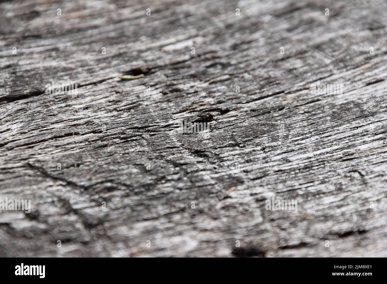 Fliege - Lone fly on a wooden table Stock Photo