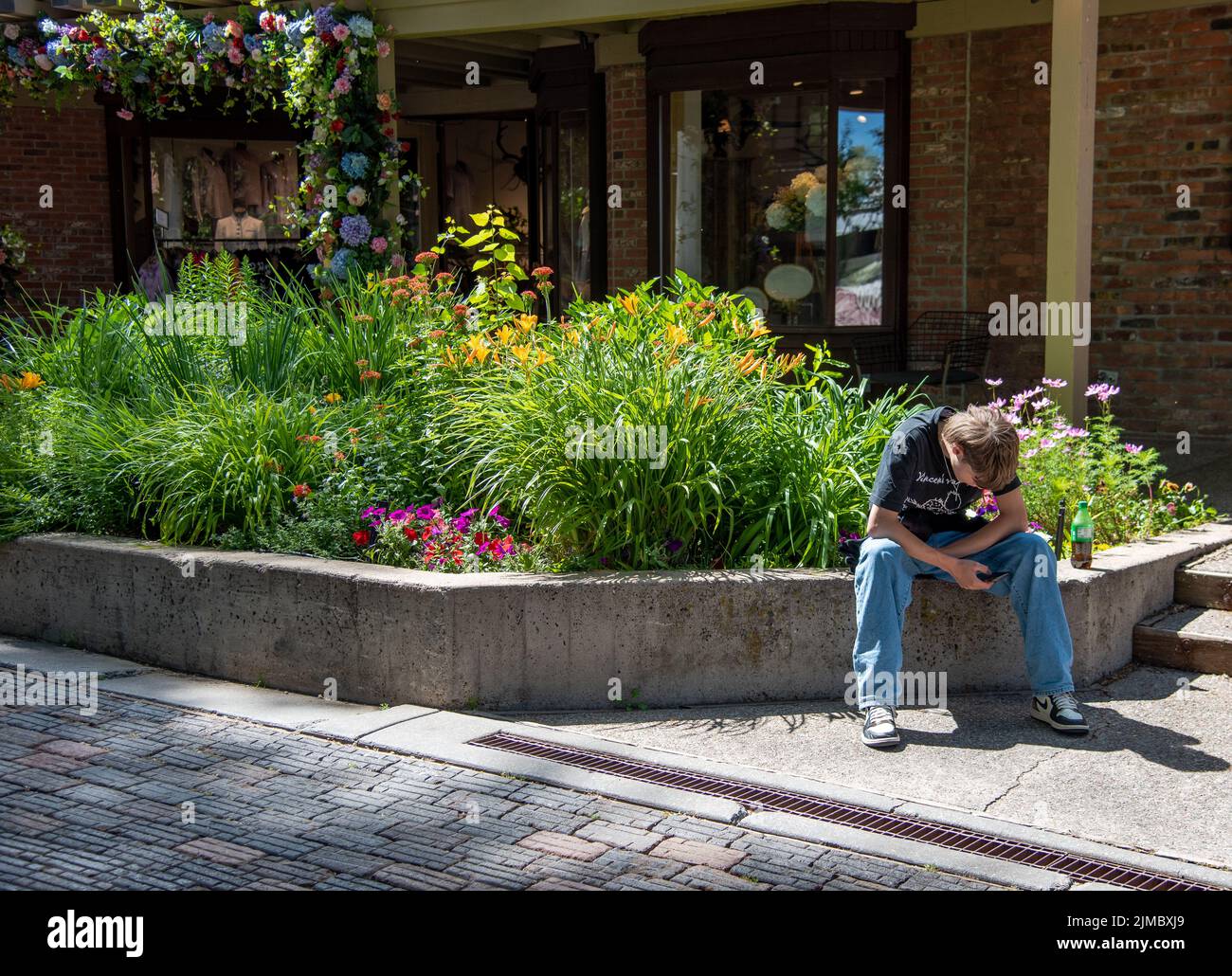 A young man hunched over his cell phone, sits on the edge of a planter filled with flowers in downtown Aspen, Colorado, United States. Stock Photo