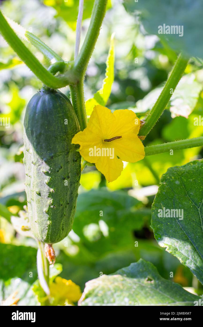 Growing green cucumber and caterpillar on yellow cucumber flower. Garden pests and their control. Stock Photo