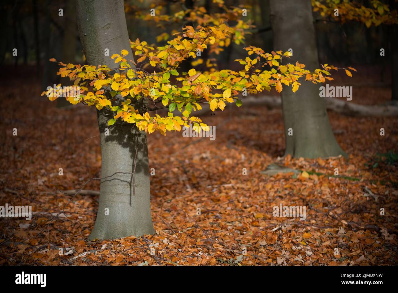 Colorful sun rays hi-res stock photography and images - Alamy