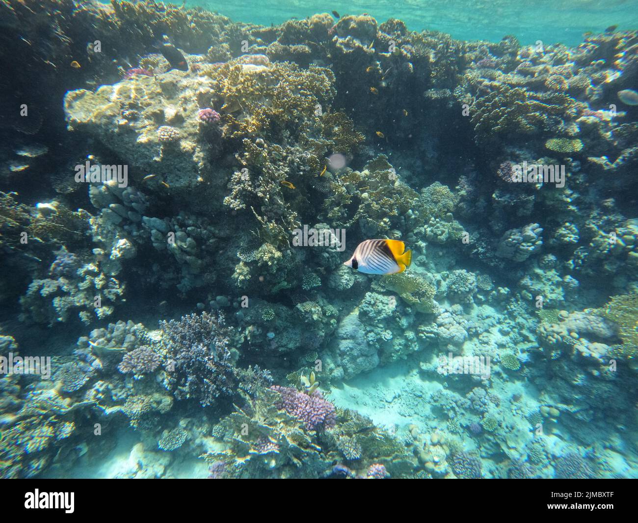 An underwater scene with coral reef and tropical fish Stock Photo - Alamy