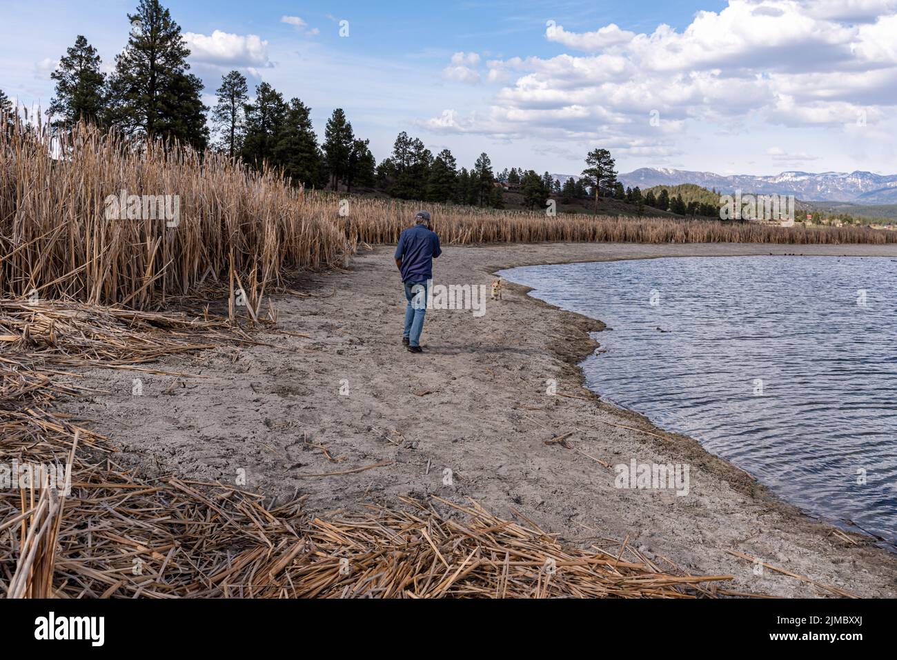 A senior male walks on the beach of Echo Canyon Reservoir with his corgi-mix dog past tall dried cattails, near Pagosa Springs, Colorado. Stock Photo