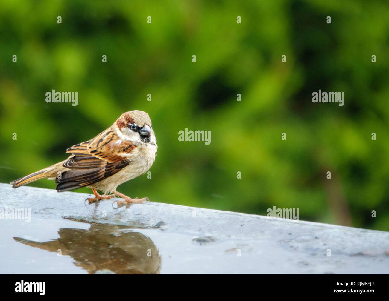 A House Sparrow, Passer domesticus, bathing in water on a flat roof of a house. Spotted whilst birding by bird photographer. Stock Photo