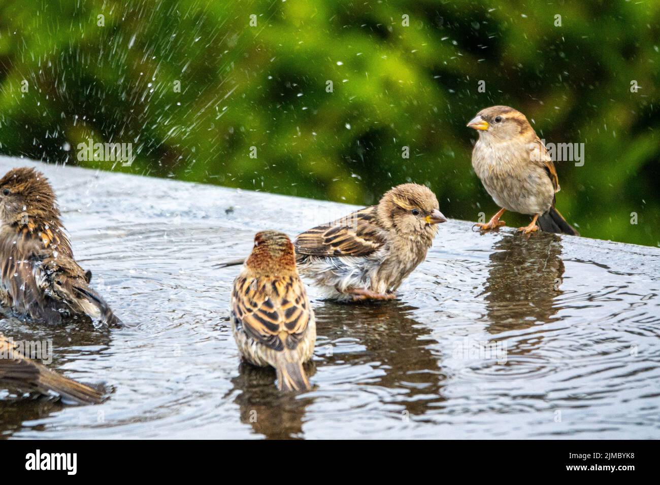 A group of house sparrows ( Passer domesticus) bathing in water on a flat house roof. Spotted whilst birding by bird photographer. Stock Photo